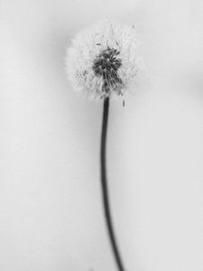 Te midden van de Bloemen 62, 2021 door Teis Albers