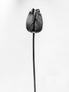 Te midden van de Bloemen 63, 2021 door Teis Albers