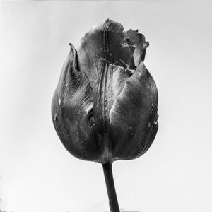 Te midden van de bloemen 64, 2021 door Teis Albers