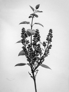 Te midden van de bloemen 66 door Teis Albers