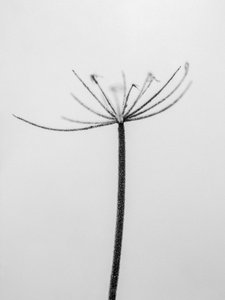 Te midden van de bloemen 6 door Teis Albers