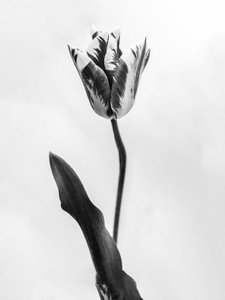 Te midden van de Bloemen 71, 2021 door Teis Albers