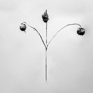 Te midden van de Bloemen 75 door Teis Albers