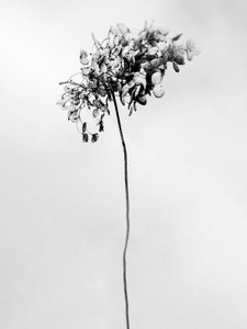 Te midden van de Bloemen 78, 2021