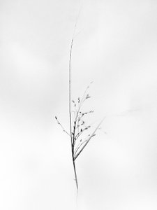 Te midden van de bloemen 79