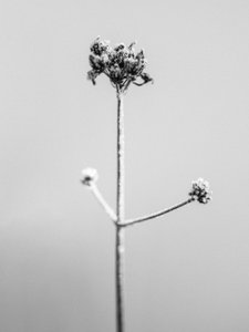 Te midden van de bloemen 7