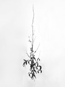 Te midden van de bloemen 80 door Teis Albers