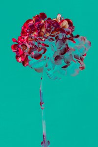 Hortensia