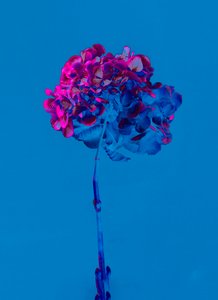 Hortensia 2, 2019 door Teis Albers