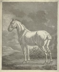 Schimmel in een wei door Tethart Philip Christian Haag