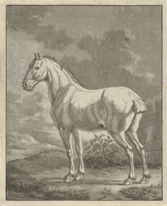 Schimmel in een wei door Tethart Philip Christian Haag