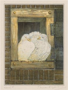 Witte duiven in venster