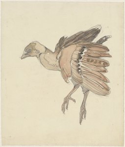 Dood vogeltje (patrijs?)