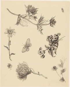 Bloemen en bladeren door Theo van Hoytema