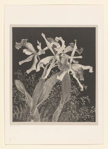 Orchideeën door Theo van Hoytema