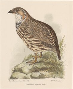 Patrijs (francolinus jugularis) door Theo van Hoytema