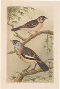 Twee vogels op takken door Theo van Hoytema