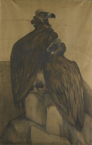 Twee Arabische gieren