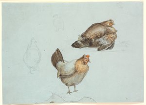 Kippen. Studie
