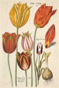 Tulpen. Uit Florilegium novum, hoc est Variorum Maximeque Radiorum Florum ac Plantorum, uitgegeven 1612
