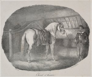 Hanover Paard