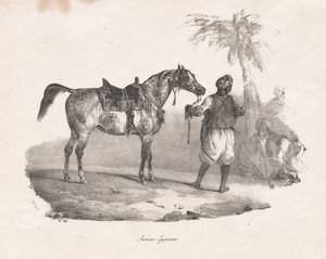 Egyptische Merrie