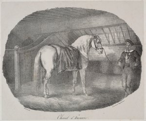 Paard uit Hannover