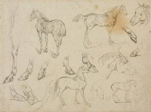 Schetsen van een Paard
