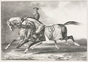 Twee gevlekte paarden aan het oefenen