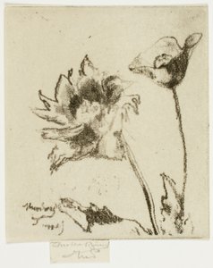 Twee bloemen