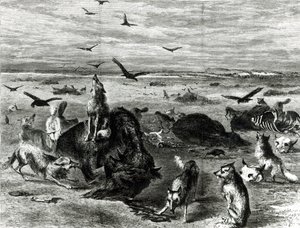 Slachting van buffels op de vlaktes, uit Harpers Weekly 1872