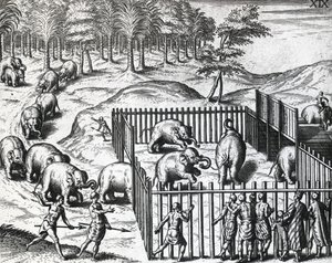 Olifantenjacht in koninkrijk Pegu, nu Myanmar, gravure