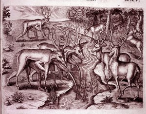 Indianen gebruiken hertenhuiden om andere herten te jagen (Gravure)