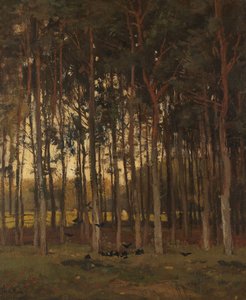 Uitzicht in het bos
