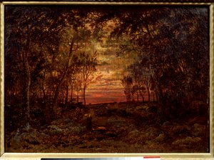 Zonsondergang in het bos