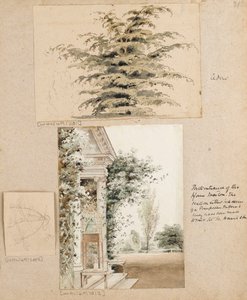 Studie van een cederboom