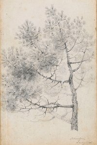 Studie van een dennenboom in Merton door Thomas Baxter