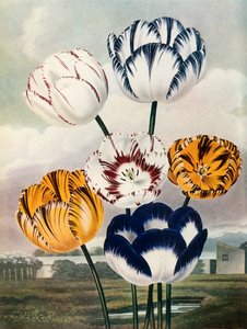 Tulpen, c1802-1821, 1948