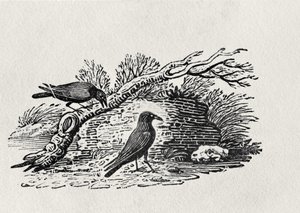 Kraaien (Corvus corone corone) uit 