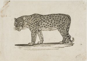 Luipaard door Thomas Bewick