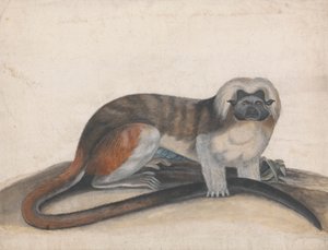 Studie voor "De Pinche of Roodstaart Aap" (voorheen de Katoenkop Marmoset) door Thomas Bewick