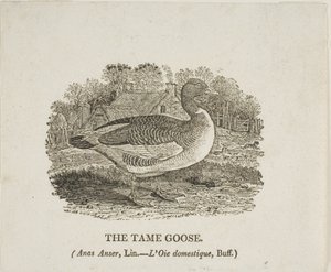 Tamme gans door Thomas Bewick