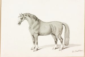 Het Zwarte Paard
