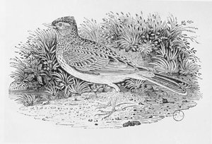 De veldleeuwerik (Alauda arvensis) uit de 