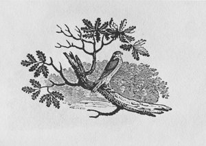 De Sperwer (Accipiter nisus) uit de 