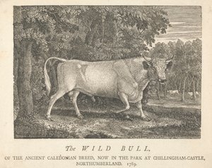 De Wilde Stier, van het Oude Caledonische Ras, Nu in het Park, bij Chillingham-Castle, Northumberland