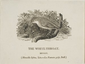 Witte keel (vogel)