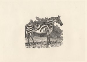 Zebra door Thomas Bewick