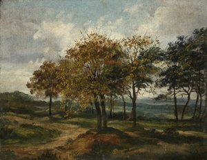 Boslandschap