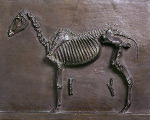Paard Skelet door Thomas Cowperthwait Eakins